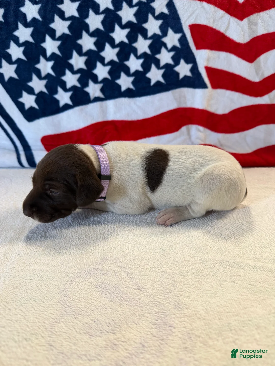 German Shorthaired Pointer dogs for sale: German Shorthaired Pointer 7 - Ad 2