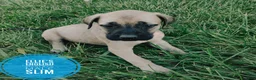 English Mastiff dogs for sale: Slim - Ad 5