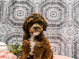 Shihpoo dogs - Ad 5