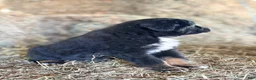 Australian Shepherd dogs for sale: Hank - Ad 5
