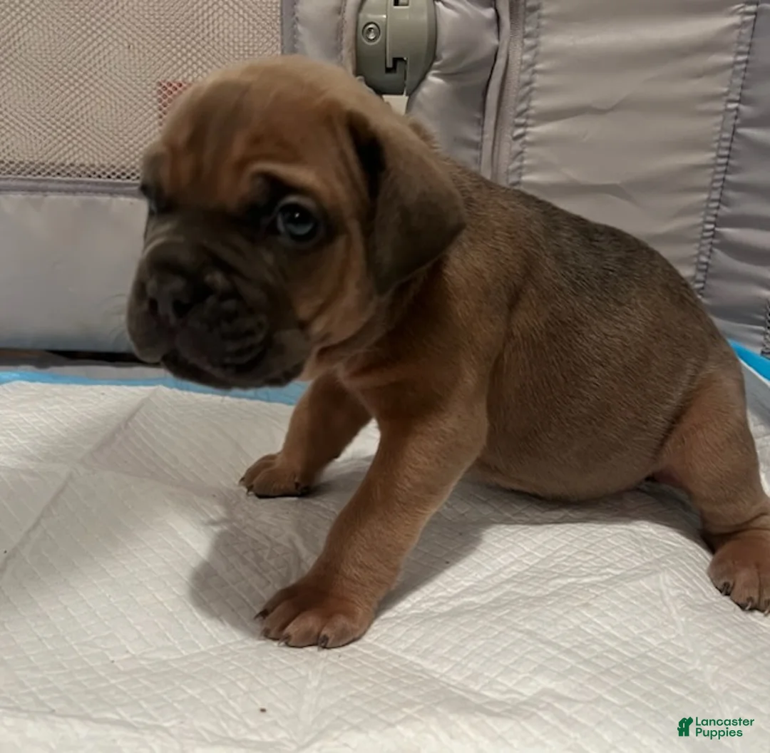 Cane Corso dogs for sale: Girl 2 - Ad 1