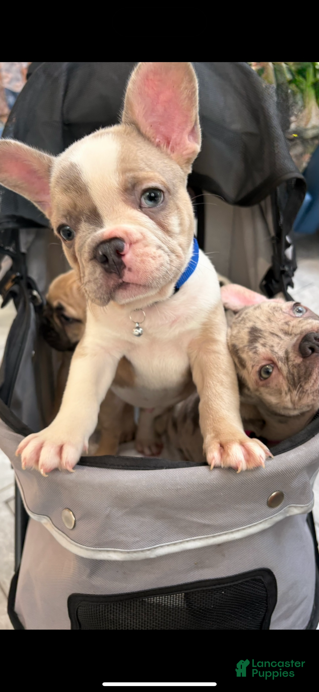 French Bulldog dogs for sale: French Bulldog Puppy 2 - Ad 5