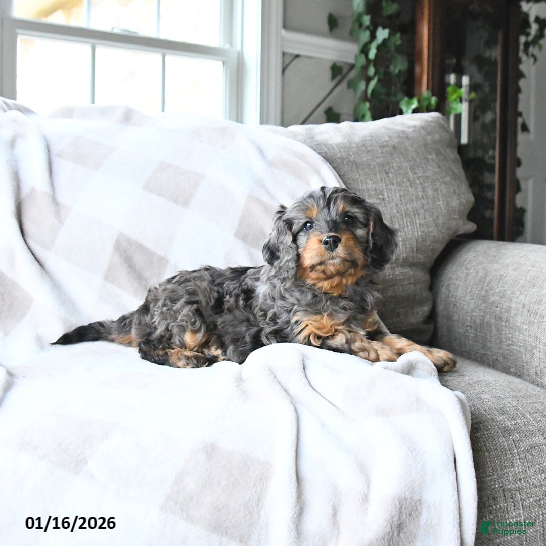 Cavapoo dogs for sale: Cody - Ad 3