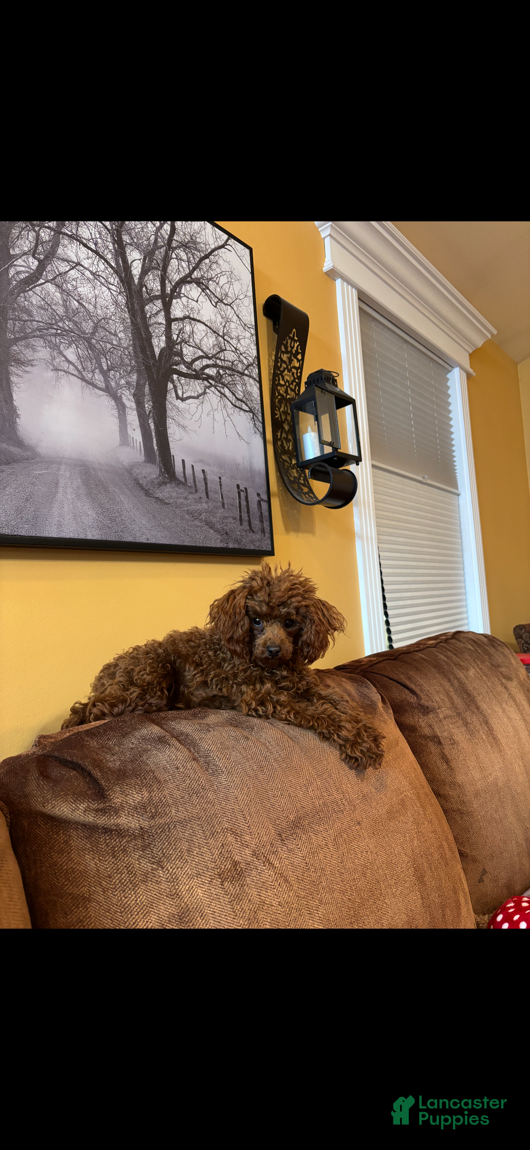 Toy Poodle dogs for sale: Toy Poodle Puppy 4 - Ad 10