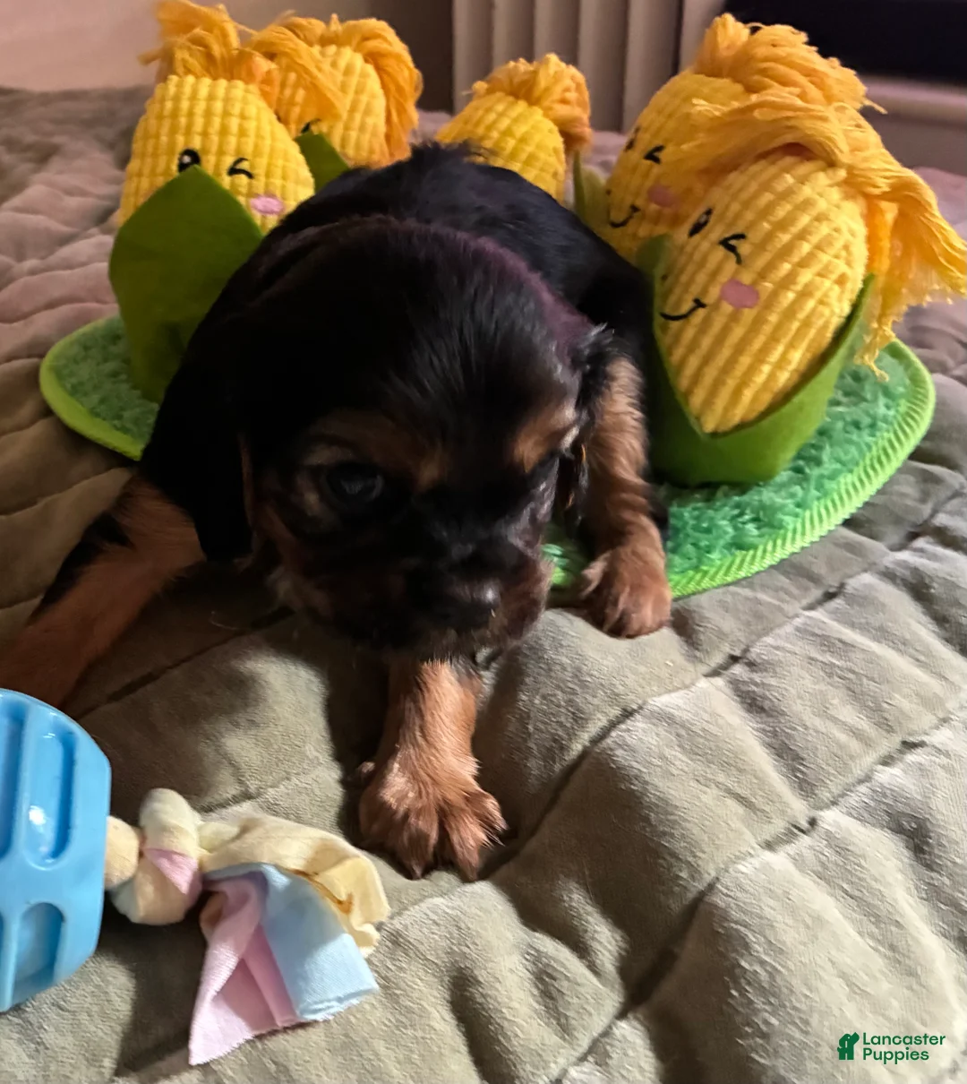 Cavalier King Charles Spaniel dogs for sale: Cavalier King Charles Spaniel Puppy 1 - Ad 2