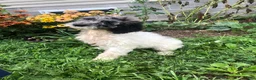 Goldendoodle dogs for sale: Princess - Ad 1