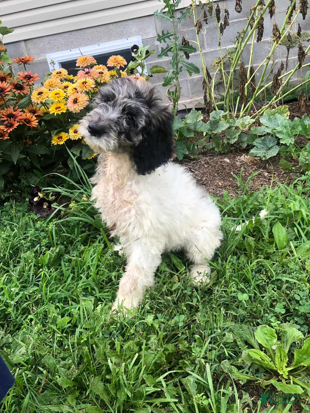 Goldendoodle dogs for sale: Princess - Ad 1