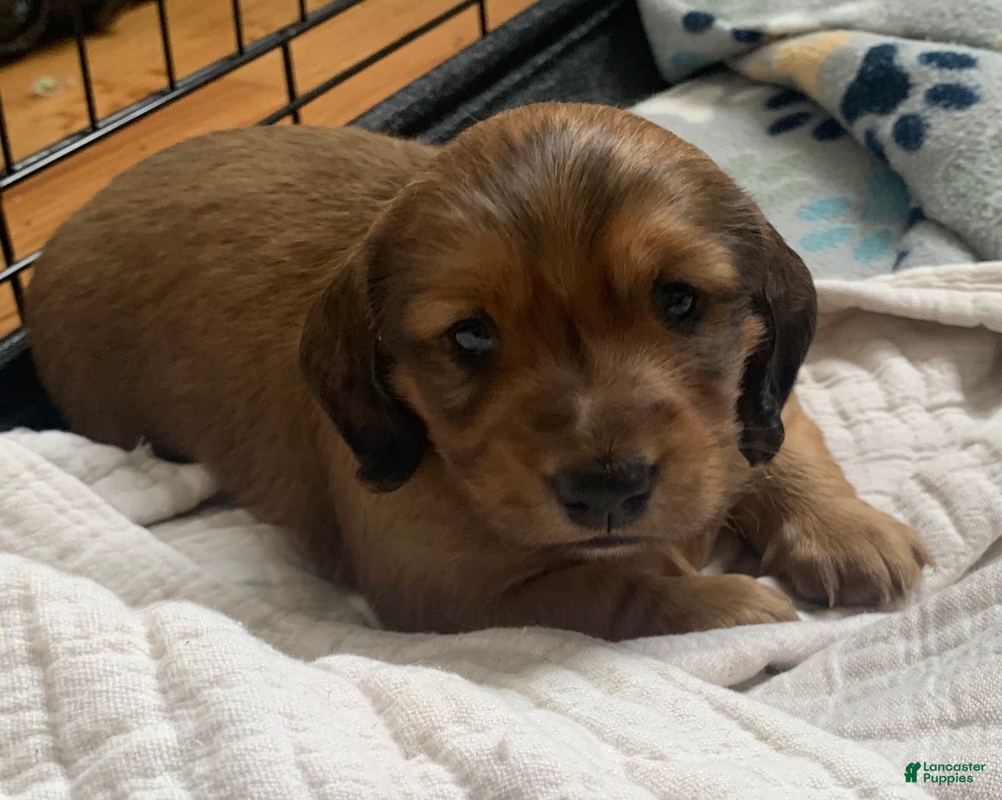 Dachshund dogs Shaded red longhair male - Ad 1