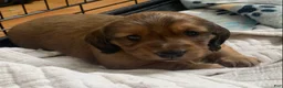 Dachshund dogs for sale: Shaded red longhair male - Ad 1