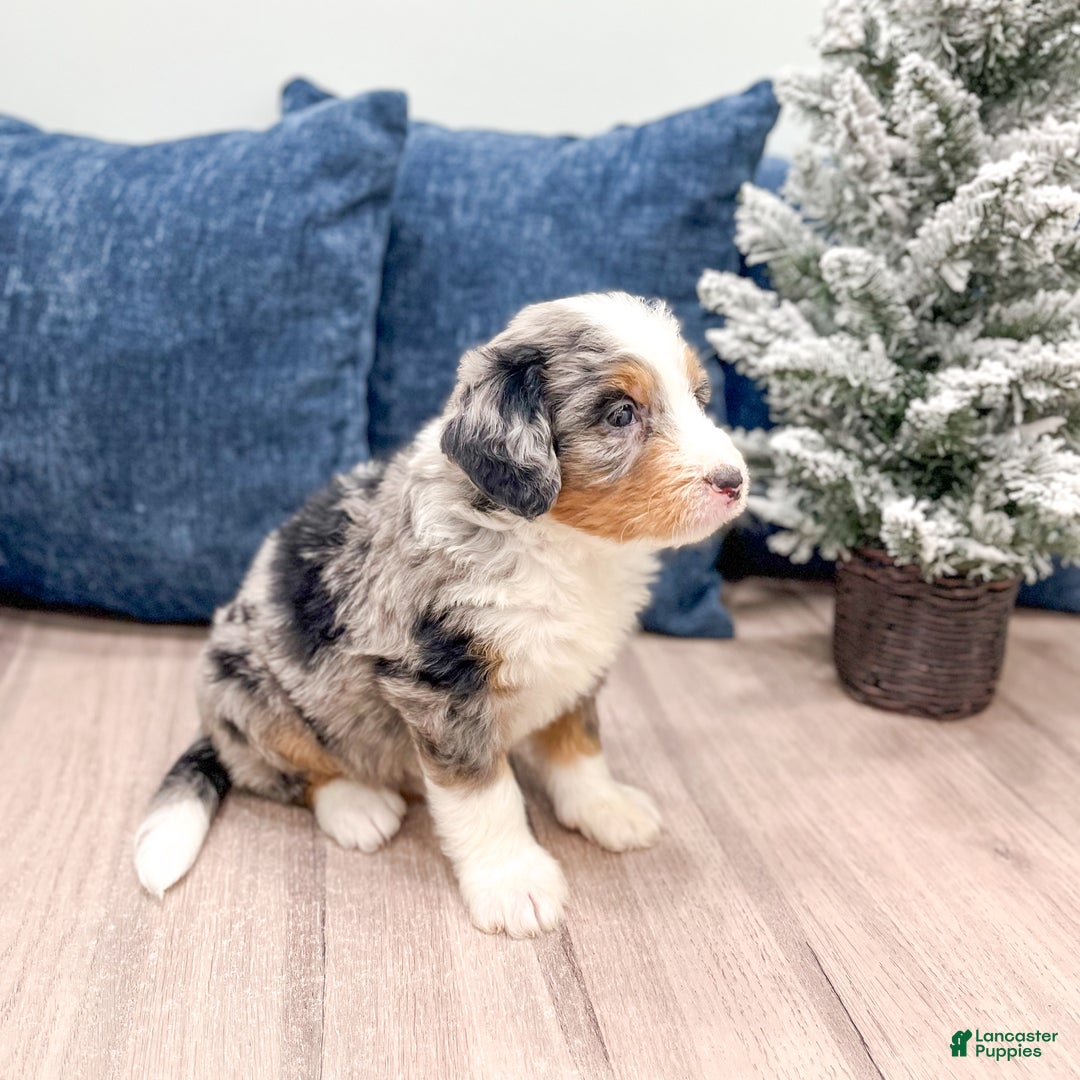 Mini Bernedoodle dogs for sale: Henry - Ad 4