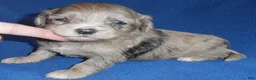 Shihpoo dogs for sale: Muffin - Ad 1