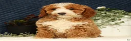 Mini Goldendoodle dogs for sale: Vern - Ad 7