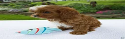 Cavapoo dogs for sale: Ian - Ad 6