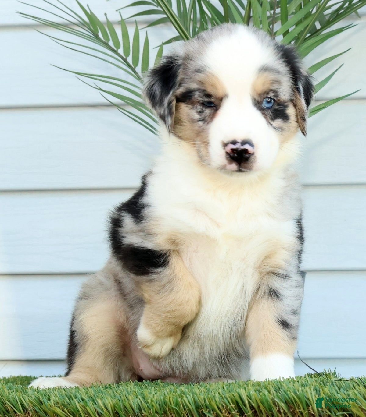 Miniature Australian Shepherd dogs for sale: Tina - Ad 5