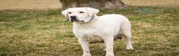Labrador Retriever dogs for sale: Shenandoah - Ad 8