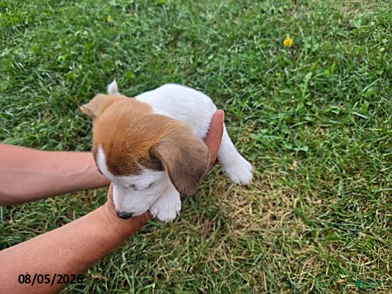 Jack Russell Terrier dogs Daisy - Ad 2