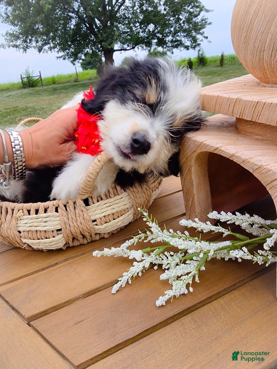 Aussiedoodle dogs Canalope - Ad 1