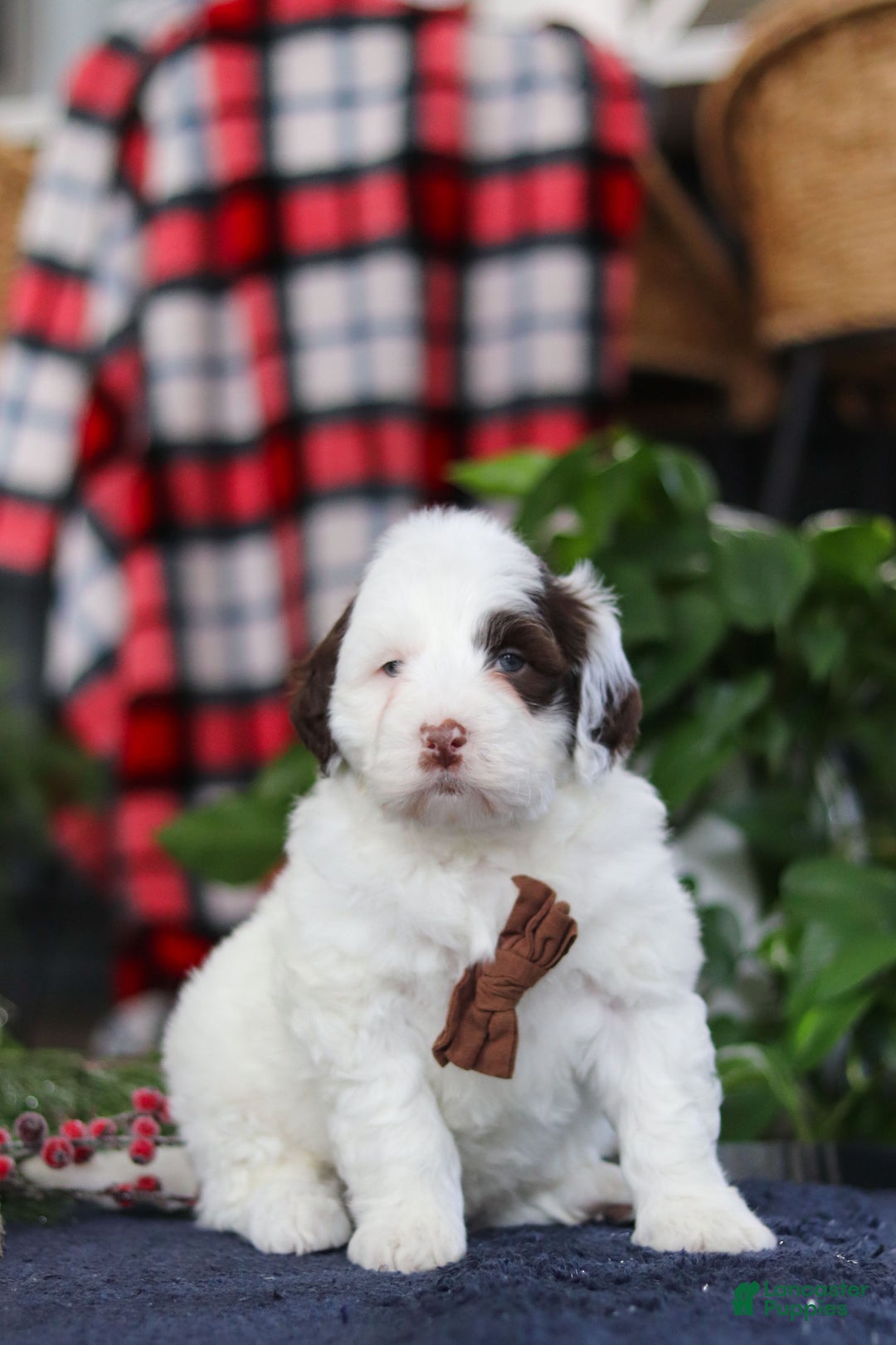 Portuguese Water Dog dogs for sale: Niko - Ad 6