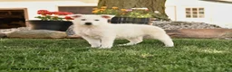 German Shepherd dogs for sale: Sally - Ad 1