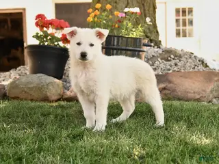German Shepherd dogs for sale: Sally - Ad 3