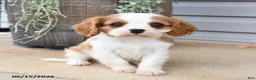 Cavalier King Charles Spaniel dogs for sale: Crispin - Ad 3