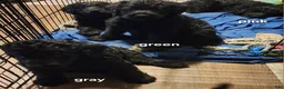Labradoodle dogs for sale: Labradoodle green collar - Ad 6