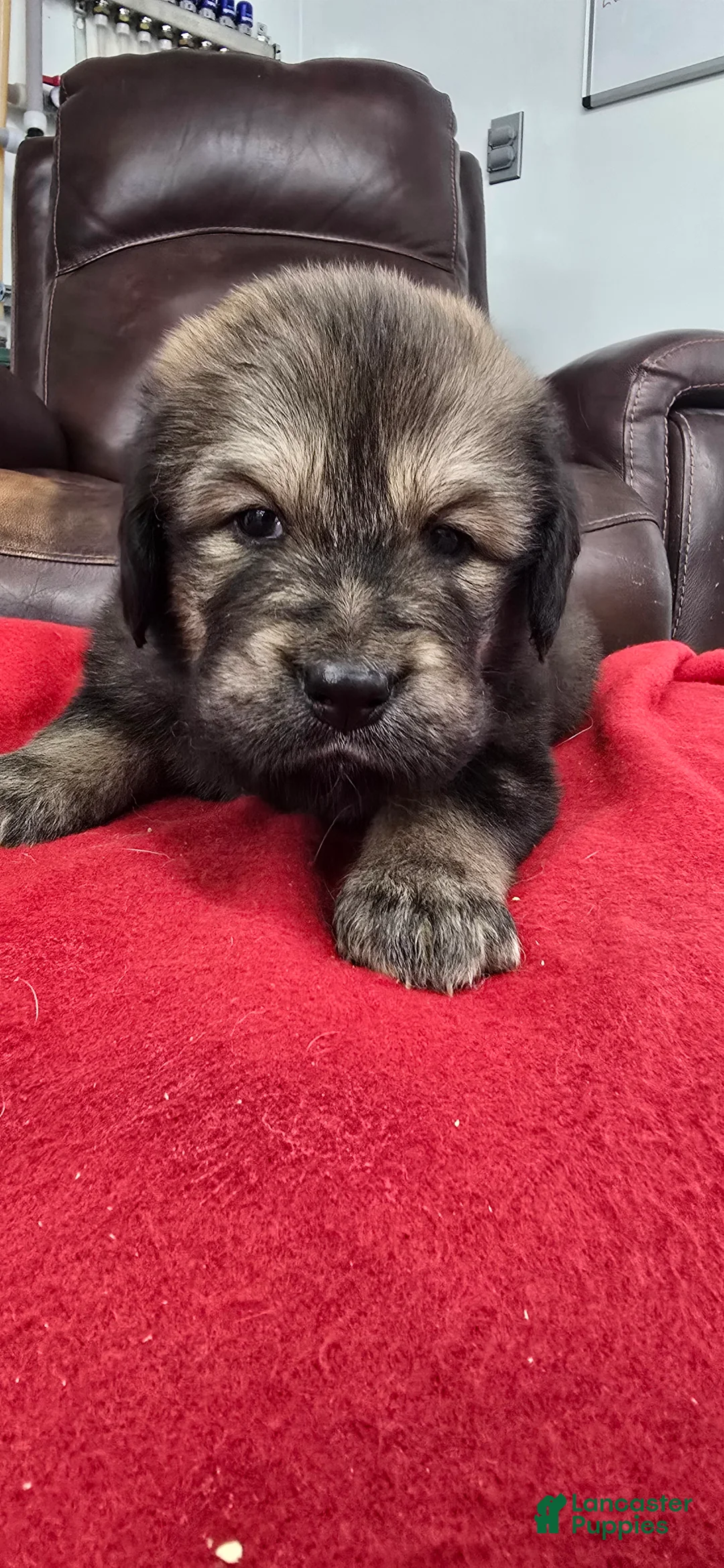 Tibetan Mastiff dogs for sale: April - Ad 1