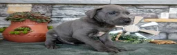 Great Dane dogs for sale: Big Boy - Ad 3