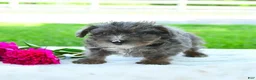 Yorkiepoo dogs for sale: Ryder - Ad 3