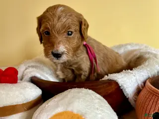 Mini Goldendoodle dogs Gravy - Ad 40