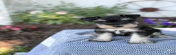 Miniature Schnauzer dogs for sale: Tereesa - Ad 13