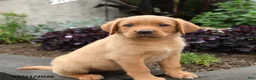Labrador Retriever dogs for sale: Sparrow - Ad 5