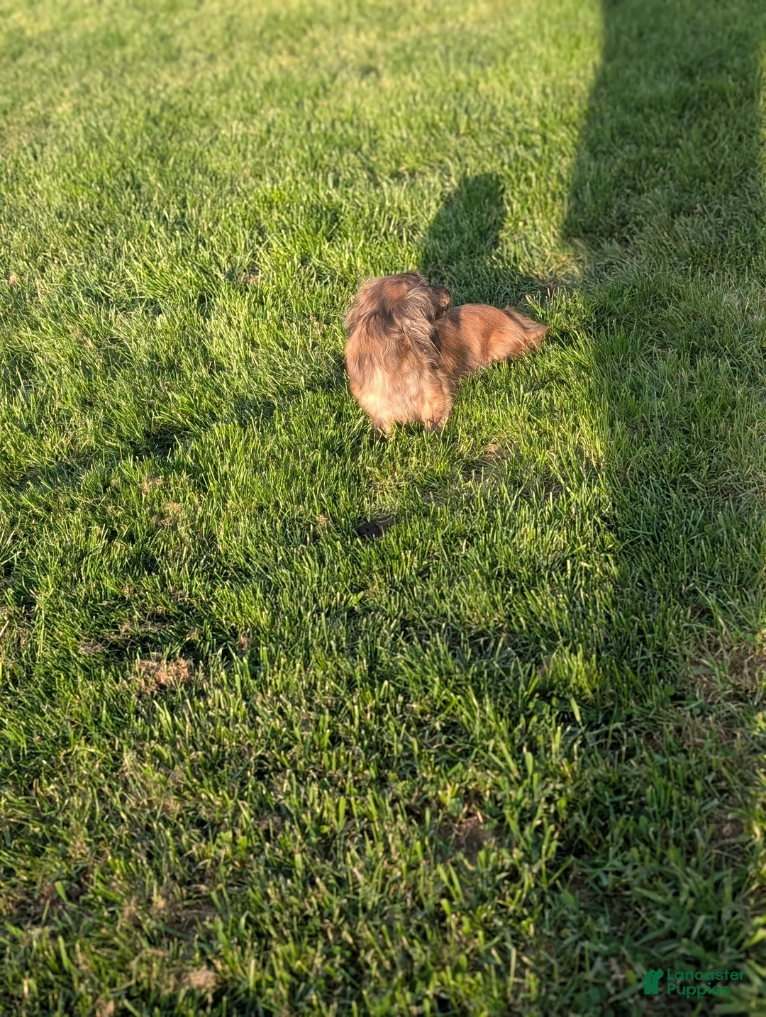 Miniature Dachshund dogs for sale: Miniature Dachshund Puppy 1 - Ad 4