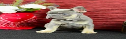 French Bulldog dogs for sale: Benji - Ad 4