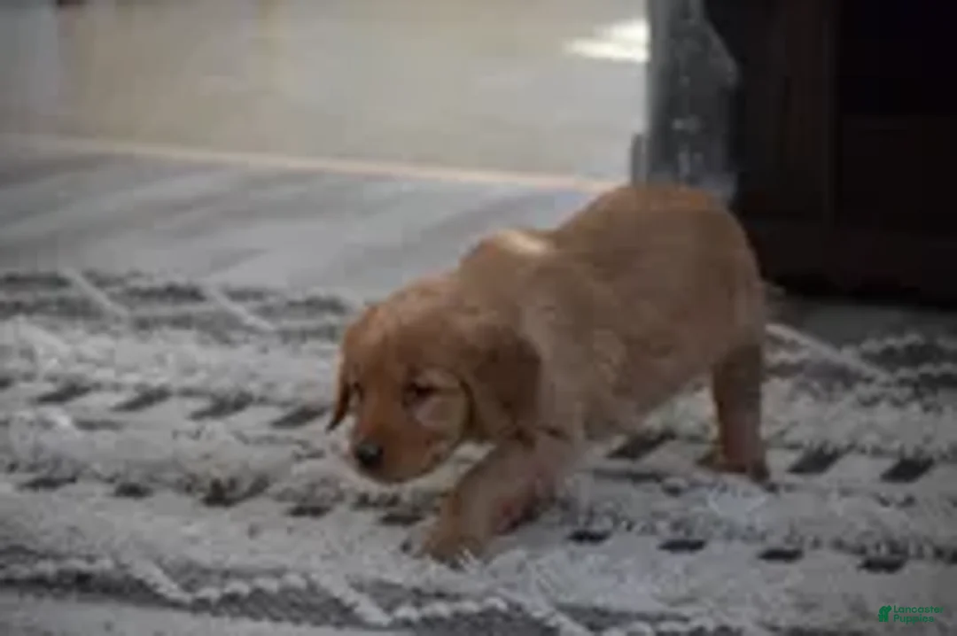 Golden Retriever dogs for sale: Hazel - Ad 3