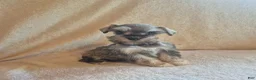Miniature Schnauzer dogs for sale: Charlie - Ad 8