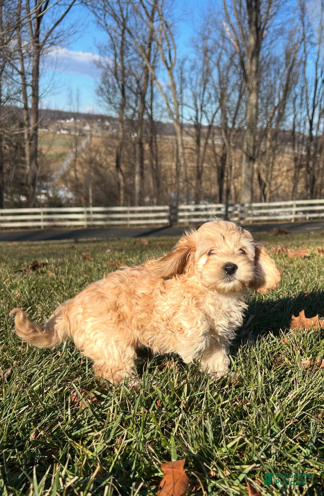 Cockapoo dogs for sale: Viola - Ad 3