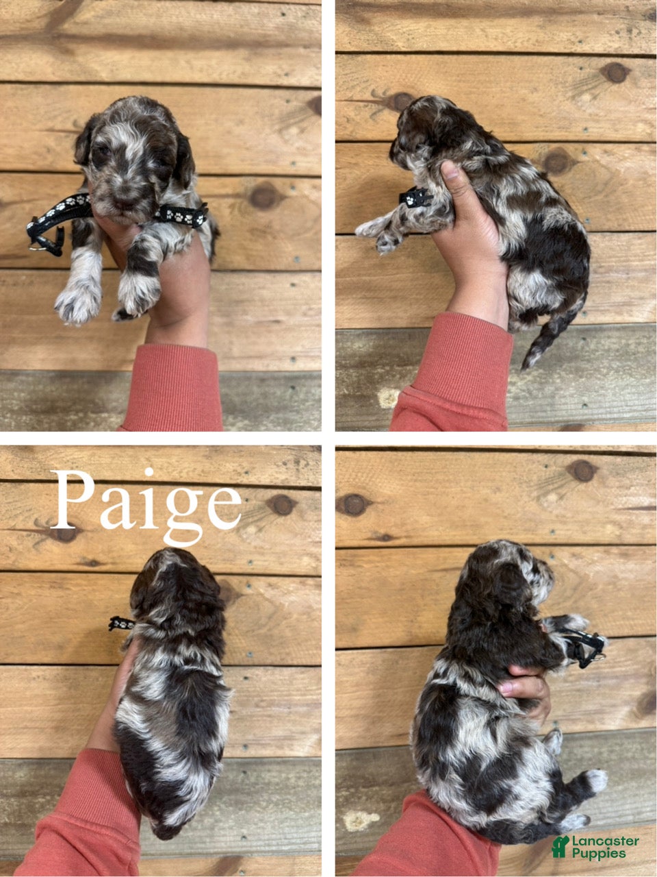 Mixed Breed dogs Paige  - Ad 1