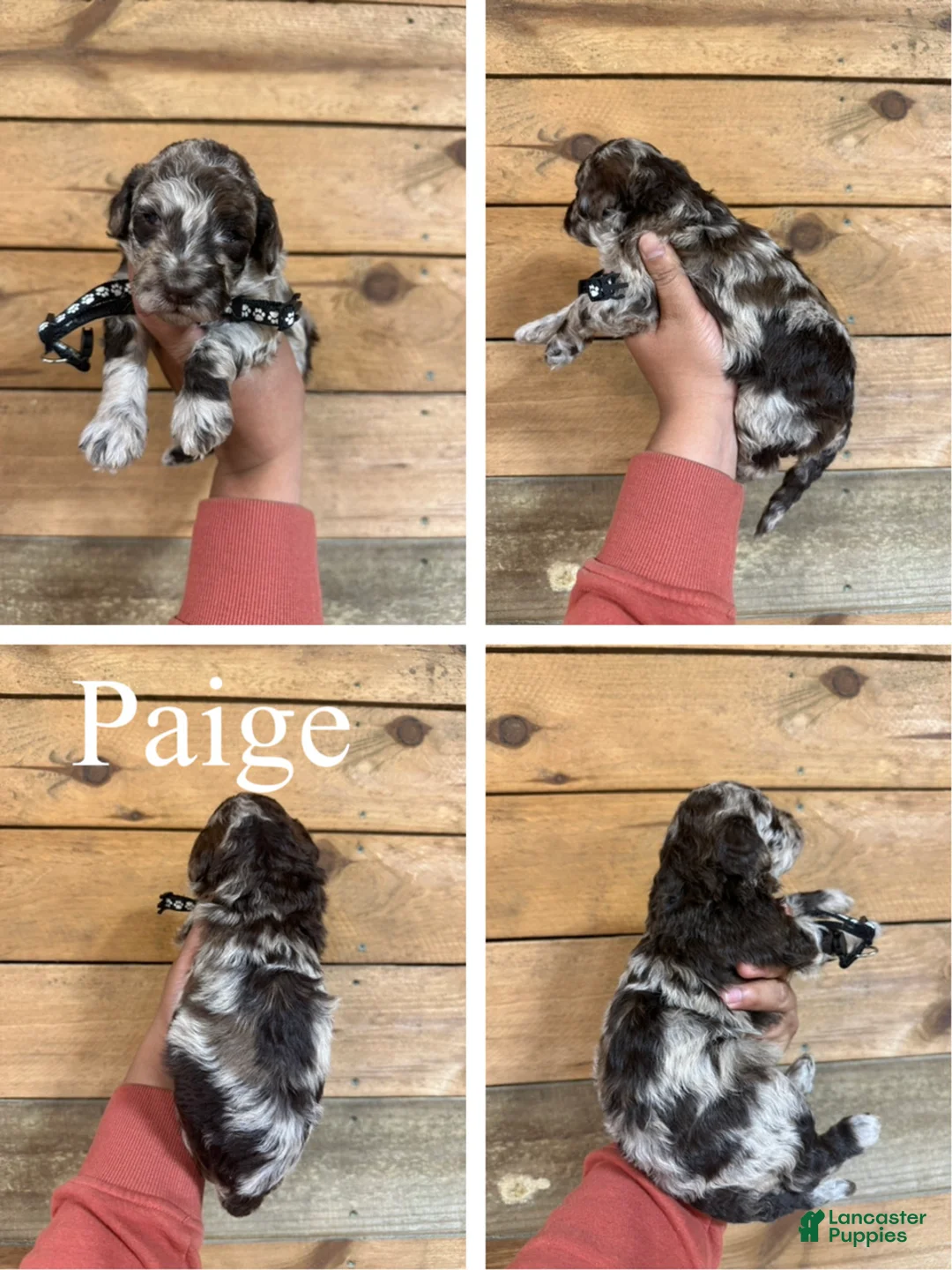 Mixed Breed dogs for sale: Paige  - Ad 1