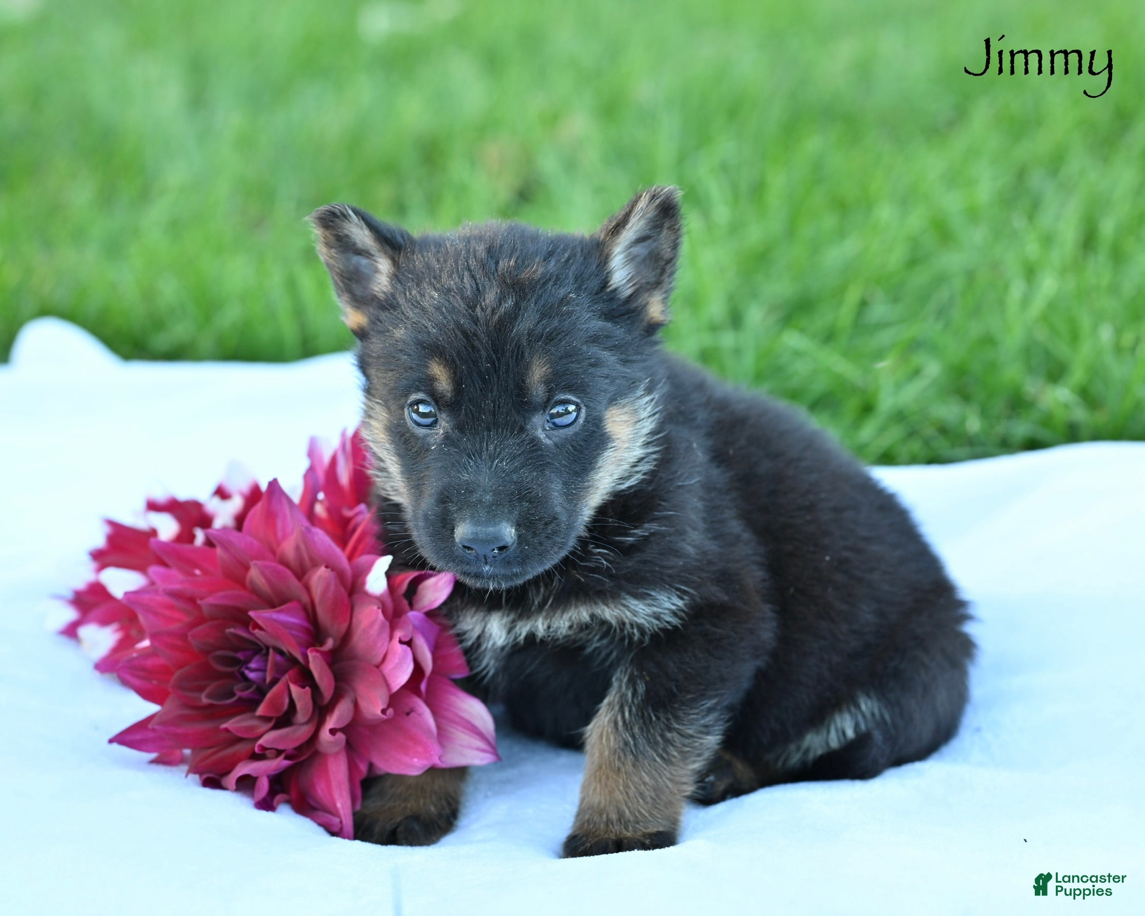 German Shepherd dogs Jimmy - Ad 1