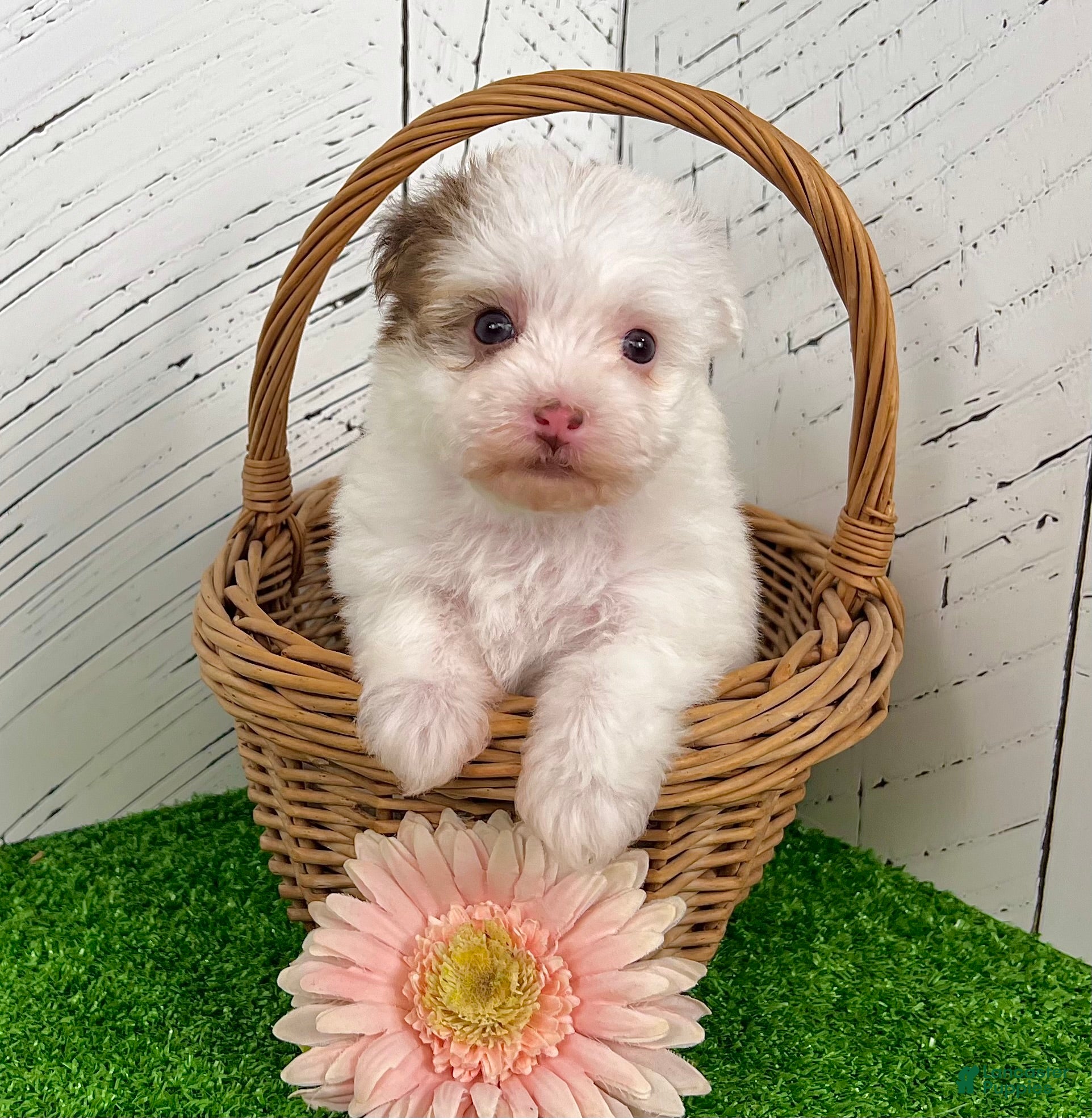 Havanese dogs Rita - Ad 5