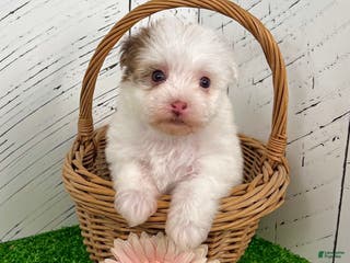 Havanese dogs Rita - Ad 39