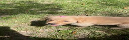 Golden Retriever dogs for sale: Golden Retriever 6 - Ad 5