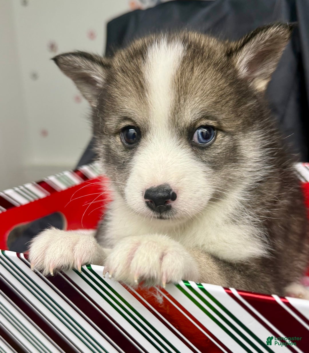 Mixed Breed dogs for sale: Cocoa - Ad 4