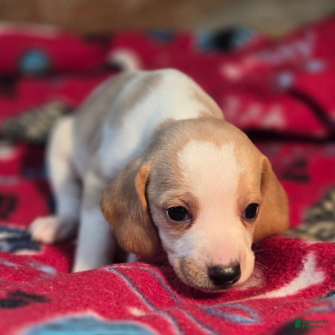 Beagle dogs for sale: Sage Queen Elizabeth Pocket Beagle - Ad 2