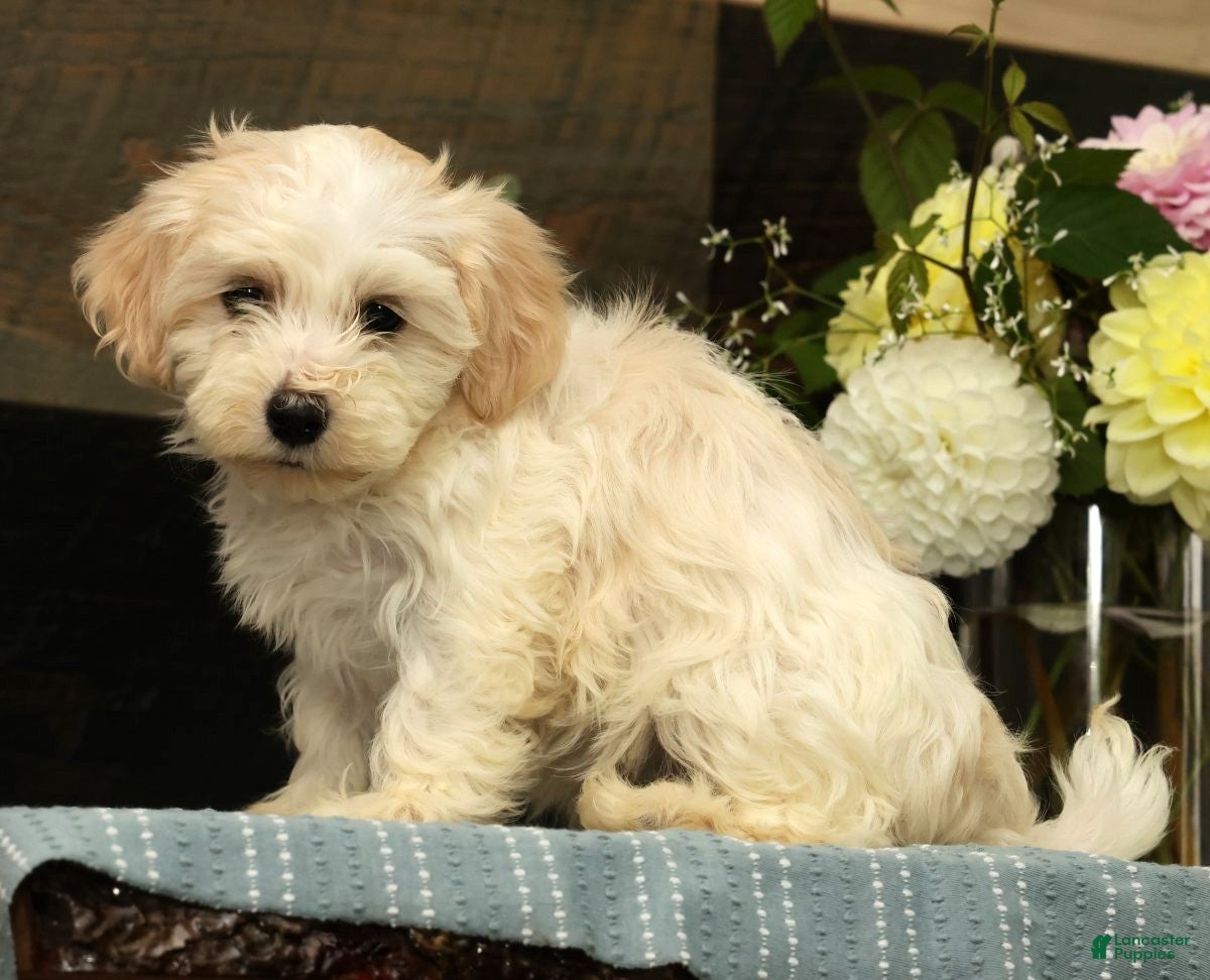 Havanese dogs Gabby - Ad 1