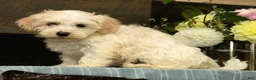 Havanese dogs for sale: Gabby - Ad 1