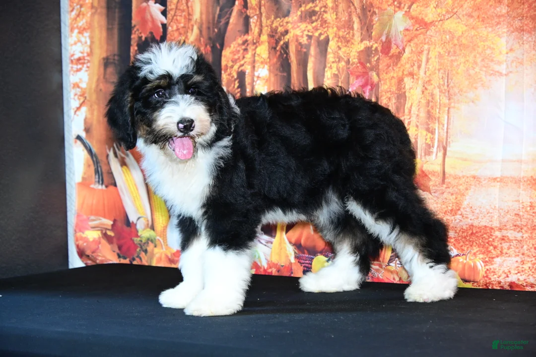 Bernedoodle dogs for sale: Bernedoodle 5 - Ad 2
