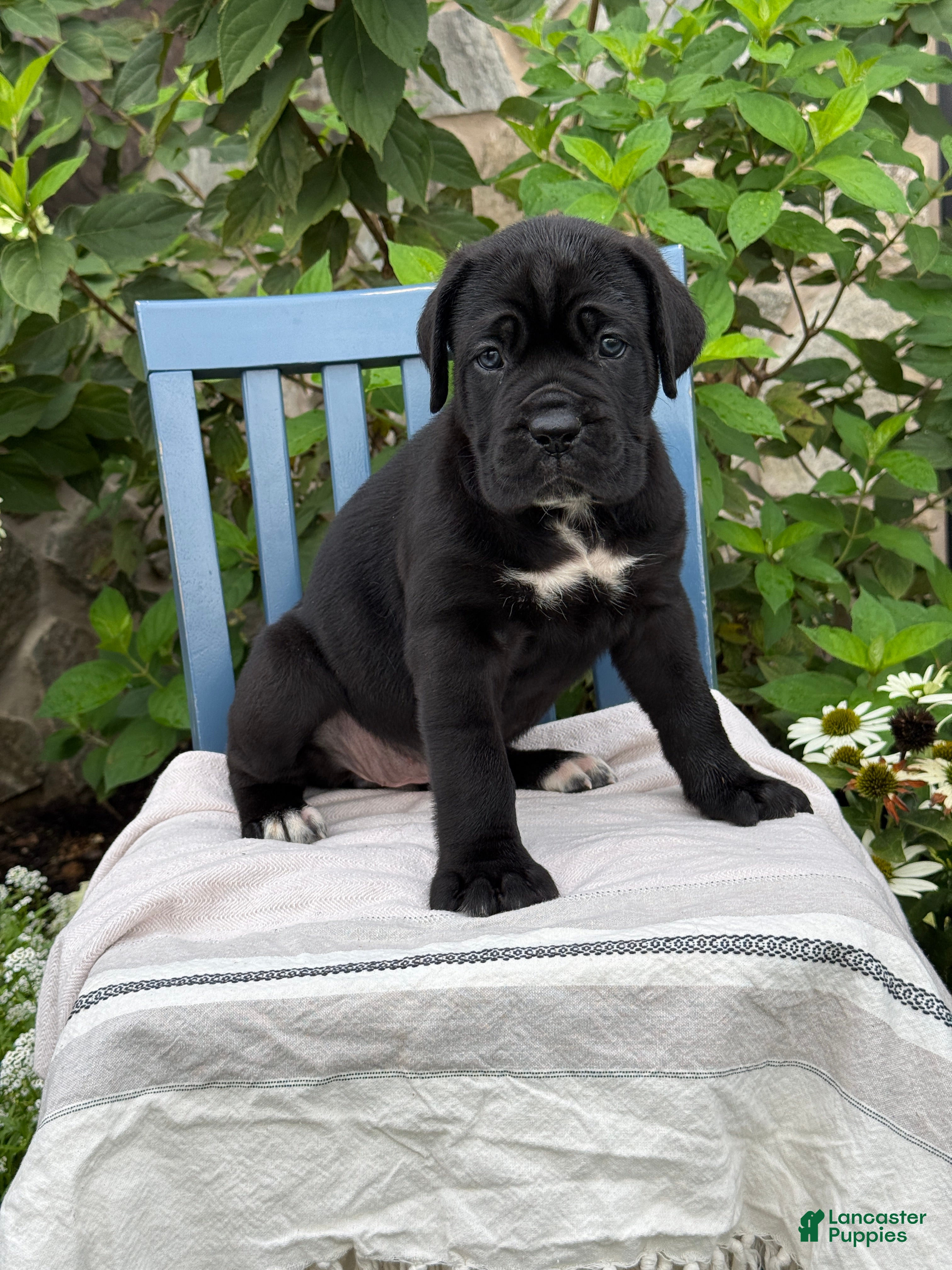Cane Corso dogs Dottie - Ad 1