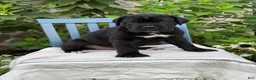 Cane Corso dogs for sale: Dottie - Ad 1